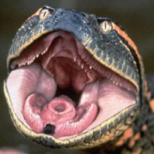 6 maiores animais da Terra