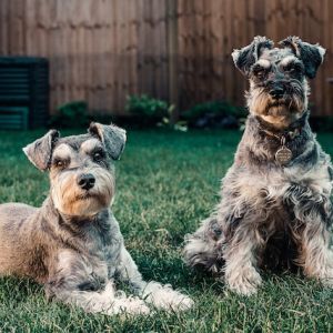 Descubra as 10 Raças de Cães Miniaturas Mais Incríveis que Você Não Pode Deixar de Conhecer!