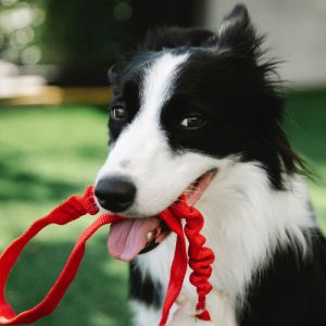 A Importância do Adestramento Canino para o Convívio Humano