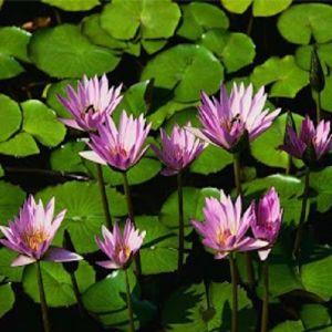 Começou a primavera