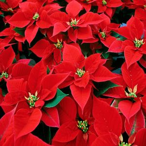 Origem da Flor do Natal
