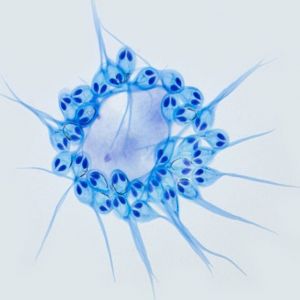 Cientistas encontram o primeiro animal que não precisa de oxigénio para sobreviver