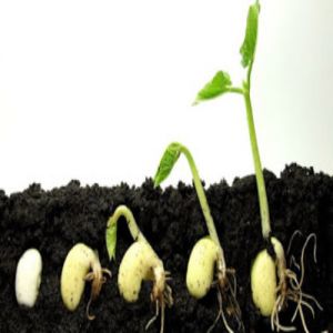 Como as sementes germinam?