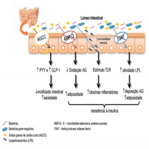 Estudos têm mostrado que a restrição calórica pode ter um impacto negativo na microbiota intestinal.