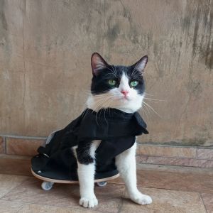Quarta edição do Concurso Cultural “O Gato SRD Mais Bonito do Brasil”