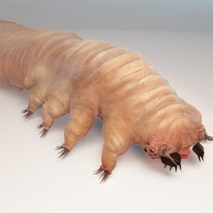 Esse bichinho que vive em nosso corpo e você nem imagina aonde e o que ele pode causar