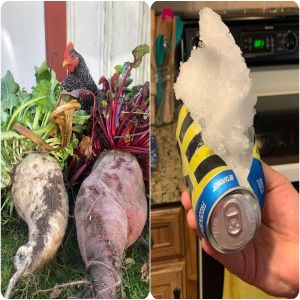 17 Fotos reveladoras que mostram o que acontece se você simplesmente deixar as coisas como estão