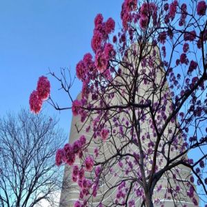 Quase 29.000 ipês colorem Belo Horizonte