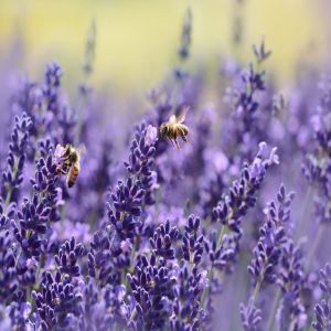 7 usos medicinais da lavanda apoiados pela ciência