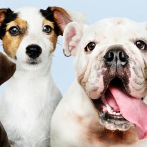 Saúde Canina em Primeiro Lugar: Descubra as Raças Mais Fortes e Saudáveis