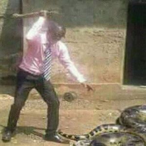 Eu mato a cobra e mostro o pau