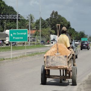 Coitados dos animais