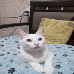 Tratamento revolucionário de pele recupera saúde da gata