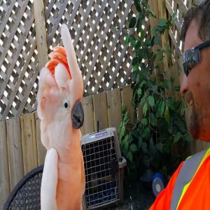 Veja alguns dos pássaros mais engraçados já gravados