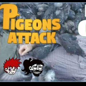 Live - Pigeon's Attack! Matando os pombo tudo!