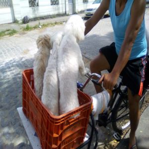 Cachorros bem tratados pelo dono dos animais
