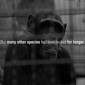 Muitas espécies já vivem em isolamento social