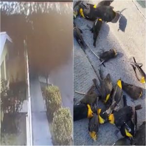 Vídeo chocante mostra bando de pássaros batendo na calçada