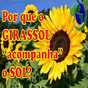 Por que o girassol acompanha o sol?