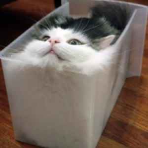 O super poder dos felinos de caber em tudo