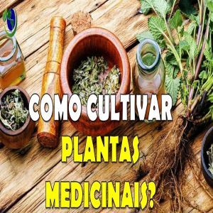 Dicas de quais as condições boas para cultivo de ervas e plantas medicinais