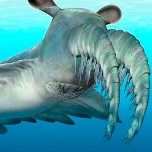 Radiodontes: as feras marinhas que desenvolveram a visão noturna na pré-história