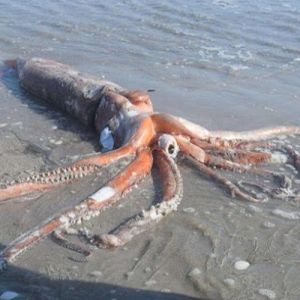 Lula-gigante o Kraken da vida real