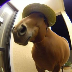 42 imagens de animais que você não pode deixar de ver