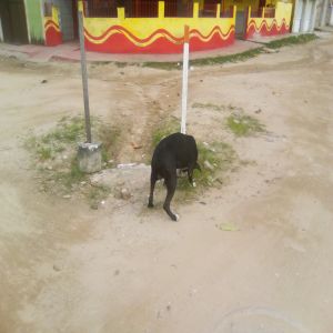 Atendimento veterinário deve ser cobrado das prefeituras
