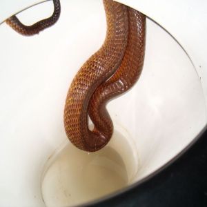 13 fotos insanas que podem fazer qualquer um sair da Internet