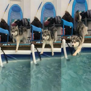 20 animais que provaram que falta de jeito é o código da fofura