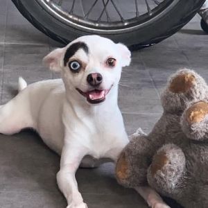 17 animais que a mãe natureza se divertiu muito criando