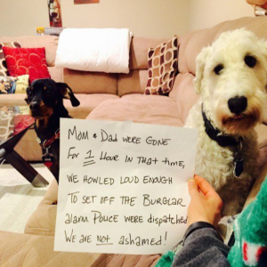 Animais que sofreram 