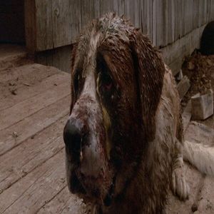 Cujo leia sobre a adaptação de Stephen King 