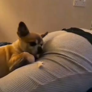 Coletânea de animais engraçados – Tente não Rir