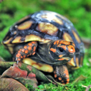 Nem tudo o que tem casco duro é tartaruga