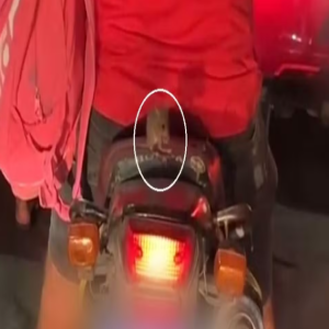 Sem capacete: Rato é flagrado 