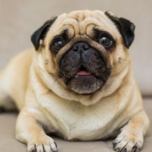 Raças de Cachorro Difíceis de Adestrar: Desafios e Dicas