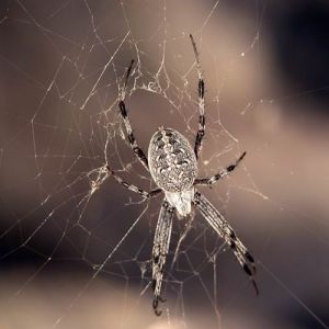 Este lugar tem um segredo rastejante e assustador