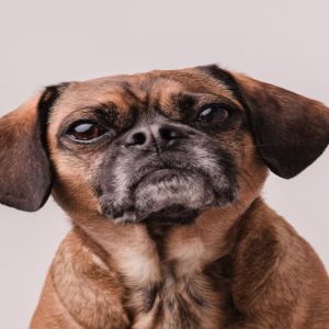 Nutrição para Cães Idosos: Dicas Essenciais para uma Vida Saudável e Vibrante