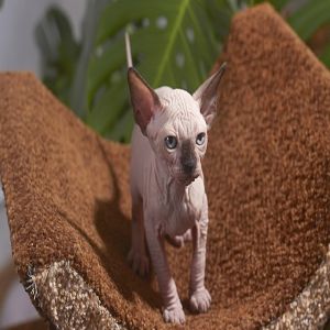 A origem do nome das raças de gatos