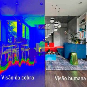 Veja como esses 7 animais de estimação veem o mundo ao redor deles 