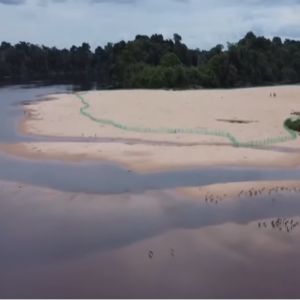 QUELÔNIOS DA AMAZÔNIA 2024