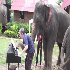 Veja como alguns animais reagem a música