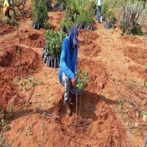 Três mil mudas plantadas para reflorestamento