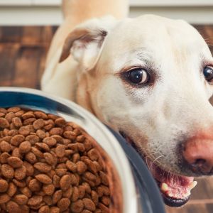 6 aspectos levados em consideração ao escolher o alimento para o pet