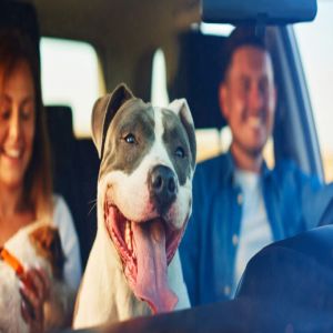 Guia Definitivo para Viajar com Seu Pet: Dicas Essenciais para Viagens com Animais de Estimação