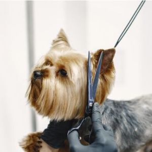 É Recomendável a Tosa de Pelos de Cães e Gatos Nesse Período de Altas Temperaturas?