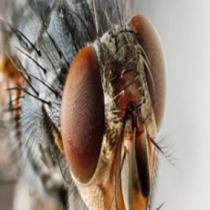 15 perigos que uma simples mosca pode trazer para sua vida e que você nem tinha ideia