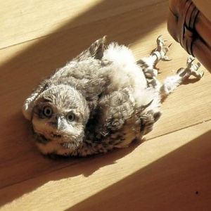 Você sabia que os bebês corujas dormem de bruços?